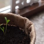 Choisir entre le mulch d’écorce et le paillis naturel pour le terreau de plantes à massif