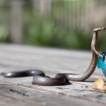 La crème venin de serpent pour les soins du visage : Une Révolution Anti-Âge