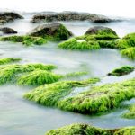 Les algues : Vitamine B12 et cellules souches