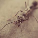 Comment se débarrasser des fourmis dans la maison