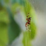 Les services d’un exterminateur à Laval votre meilleur allié contre les parasites !