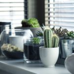 5 plantes d’intérieur pour fleurir son intérieur