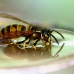 Comment détruire un nid de guêpe en formation ?