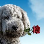 Pourquoi choisir un cadeau personnalisable ?