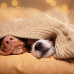 La socialisation du chien : pourquoi et comment la favoriser dès le plus jeune âge ?