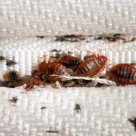 Meilleur produit Anti Punaise de lit naturel avec Zilbug