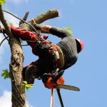 Le métier d'élagueur : expertise, passion et maîtrise du végétal